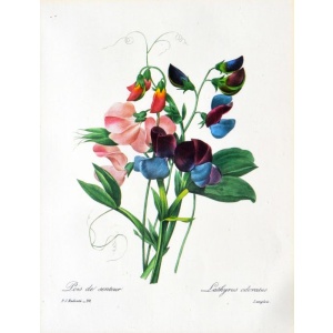 6 x Framed Botanical Prints (offset Lithographs)