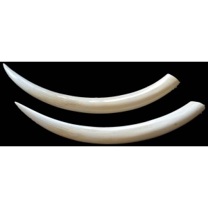 Pair of Large Ivory Tusks with Mount Stand