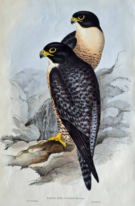 John Gould 1804 - 1881 - Falco Melanogenys