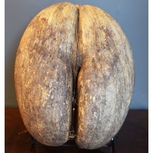 Coco de Mer Nut